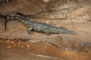 Crocodile